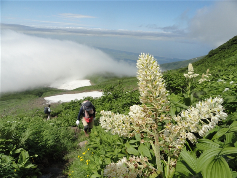 鳥海山・残雪と百花繚乱のへ_a0127015_18464252.jpg