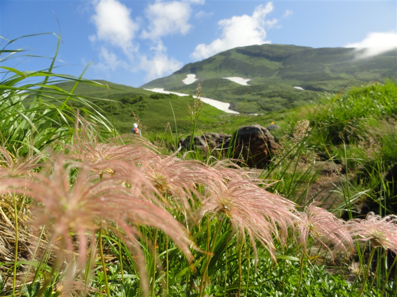 鳥海山・残雪と百花繚乱のへ_a0127015_19301052.jpg