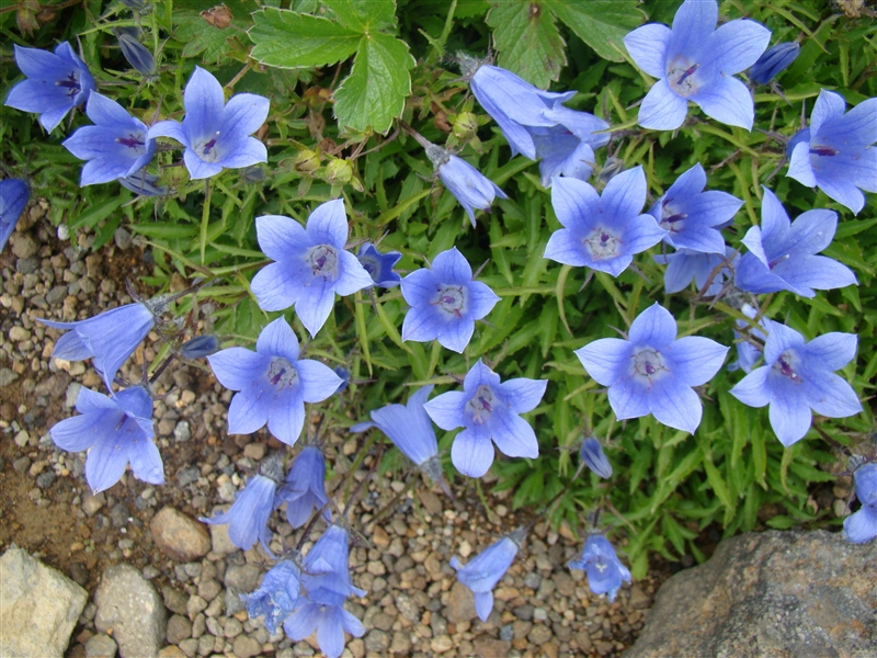 鳥海山・残雪と百花繚乱のへ_a0127015_19303966.jpg