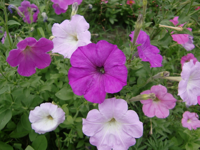 夏の花とともに祈ります_e0234924_11201777.jpg