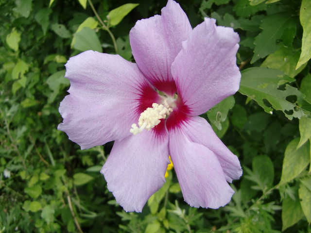 夏の花とともに祈ります_e0234924_11335994.jpg