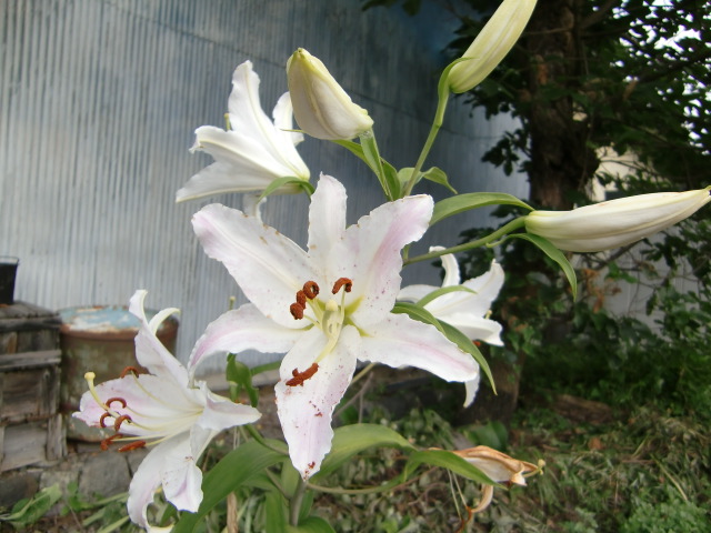 e0234924_11472540.jpg