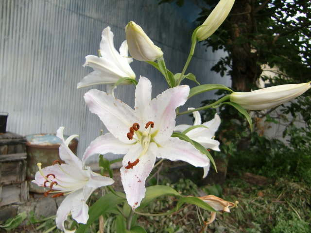 夏の花とともに祈ります_e0234924_11472540.jpg