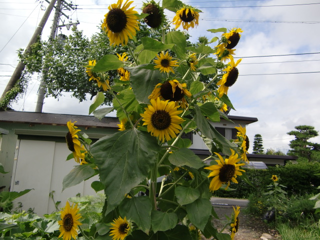 夏の花とともに祈ります_e0234924_11564269.jpg