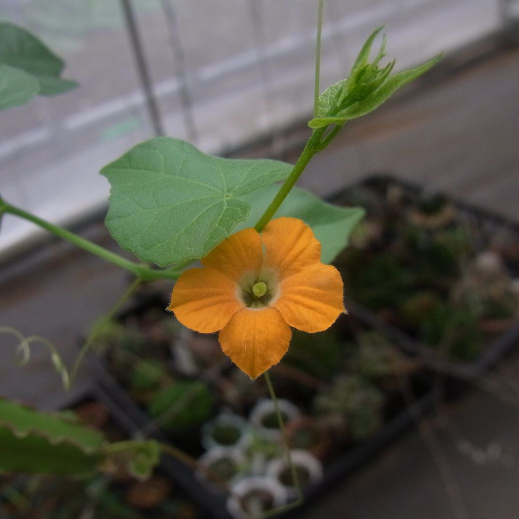Momordica boiviniiが咲きました : かくたすあんどさきゅれんつ