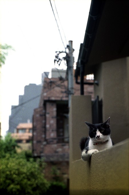 2011-8-1　猫は何を物思う_c0136330_16153833.jpg