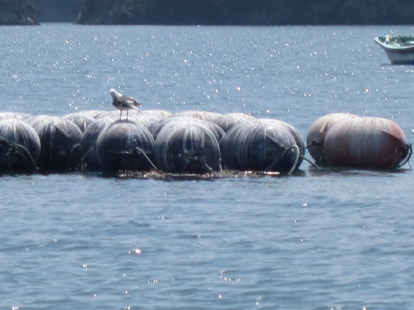 遅れる島の瓦礫撤去作業_b0219534_23461349.jpg