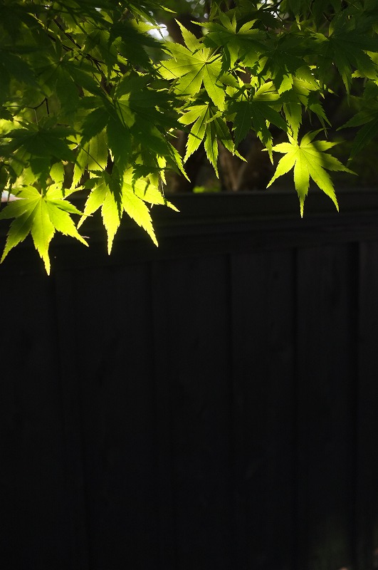 角館　夏の朝撮り　その１_f0050534_7435212.jpg