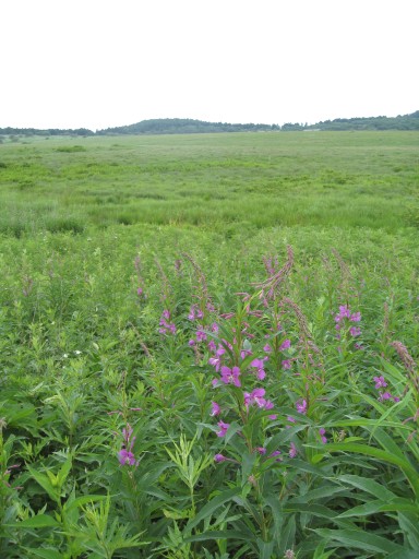 c0090236_22525595.jpg