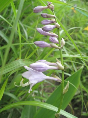 c0090236_2253390.jpg