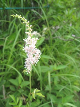 c0090236_2253570.jpg
