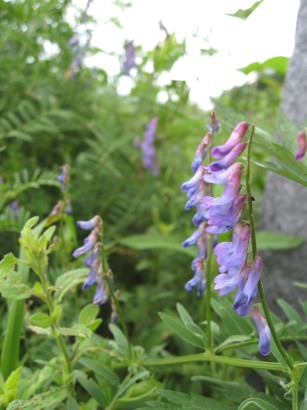 c0090236_23305514.jpg