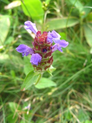 c0090236_2334957.jpg