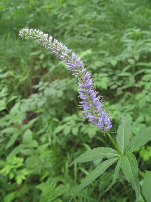 c0090236_2343433.jpg