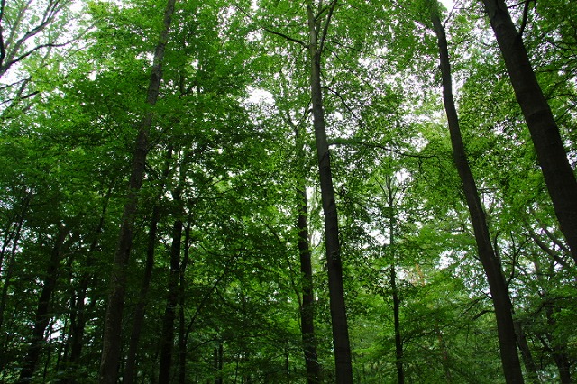 c0153740_23238.jpg