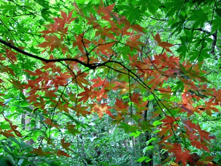 c0204740_16322176.jpg