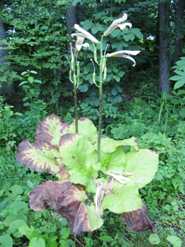 c0204740_1641489.jpg