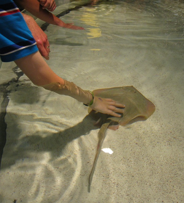 ボストン水族館２_c0135045_844594.jpg