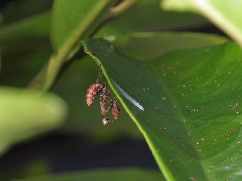 ヒメカマキリ幼虫　　　４０１９_e0219249_721417.jpg