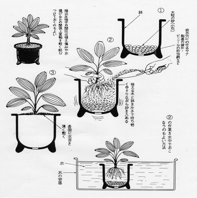カンノンチク 観音竹 フラワーポットで綺麗 カンノンチク 観音竹 フラワーポットで綺麗