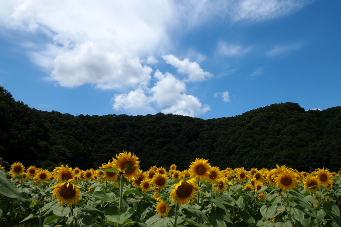 夏空と向日葵_f0183556_8332525.jpg