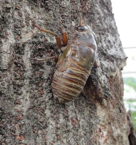 Cicada\'s shell_c0157558_0482775.jpg
