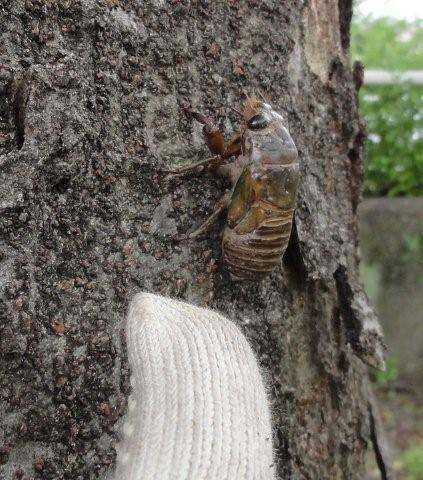 Cicada\'s shell_c0157558_048973.jpg