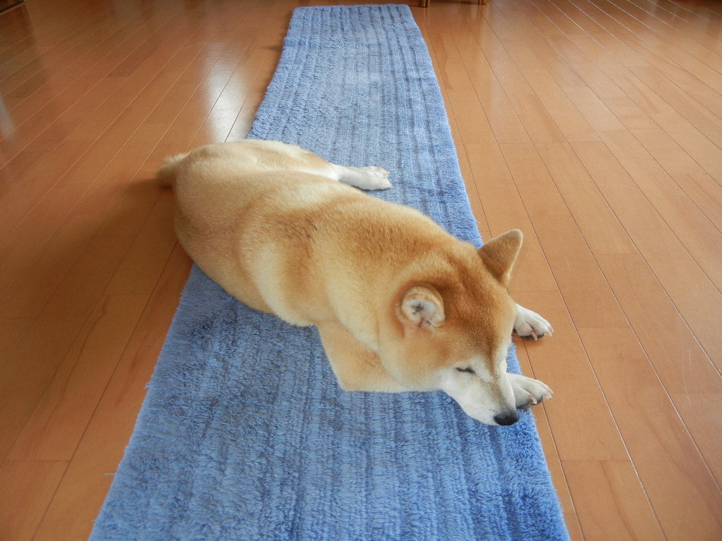 2011年8月1日(月)俳句と葉書と合歓の木と・・・_f0060461_15574586.jpg