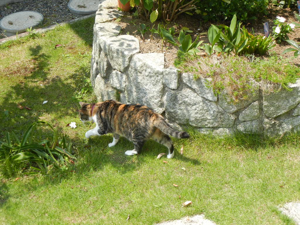 2011年8月1日(月)俳句と葉書と合歓の木と・・・_f0060461_1625529.jpg