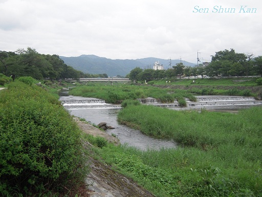 賀茂川の花　_a0164068_23242432.jpg