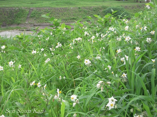 賀茂川の花　_a0164068_23262430.jpg