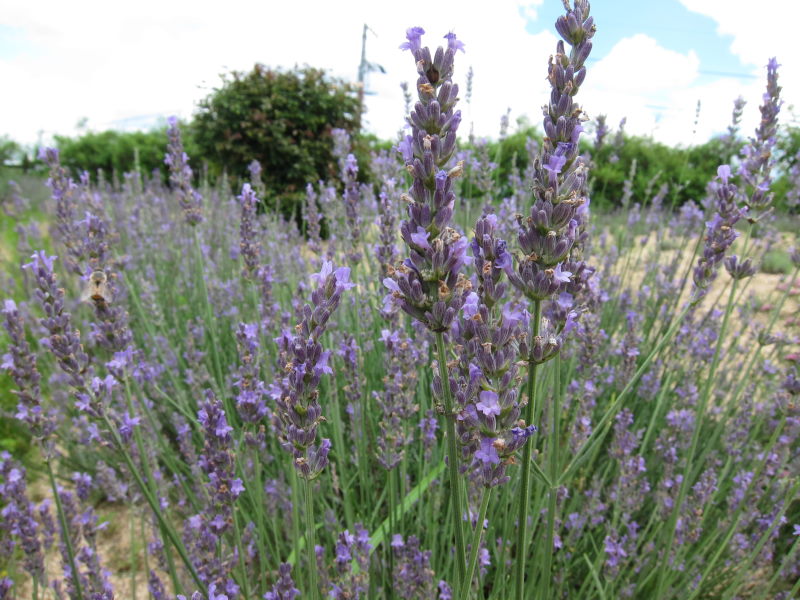 ハプニングは旅の醍醐味。しかし度が過ぎると．．．－自然の恵みを存分に享受した花の町・世羅高原_e0138081_13405837.jpg