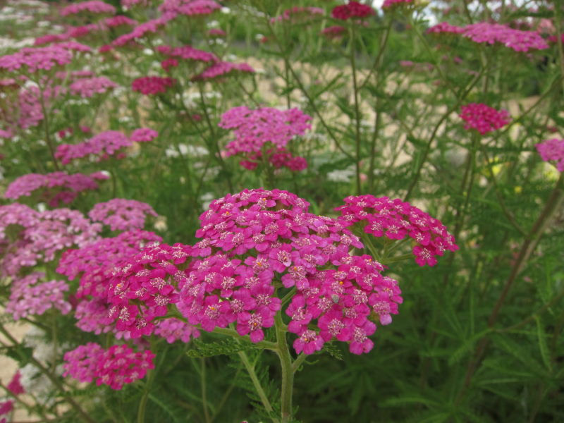 ハプニングは旅の醍醐味。しかし度が過ぎると．．．－自然の恵みを存分に享受した花の町・世羅高原_e0138081_13415472.jpg