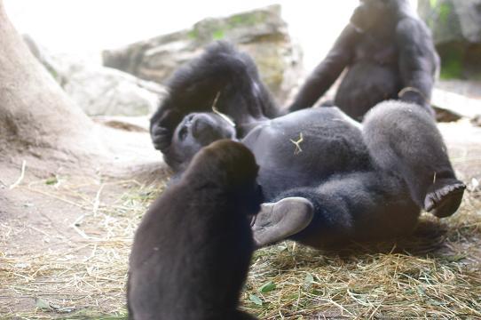 c0182782_1520860.jpg