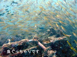 ジェットコースターだよ_f0144385_9591226.jpg