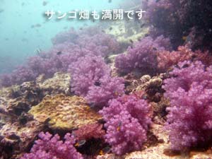 ジェットコースターだよ_f0144385_9594634.jpg