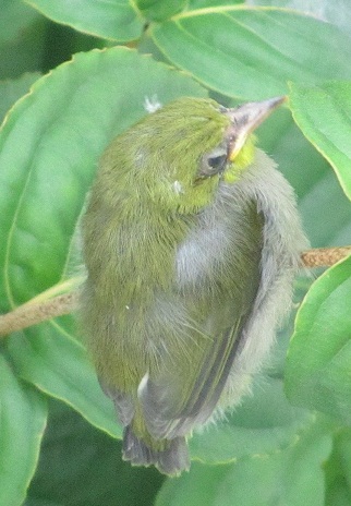 c0135795_18475358.jpg