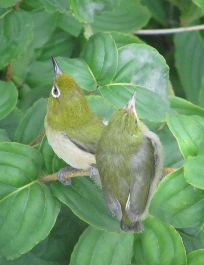 c0135795_1847866.jpg