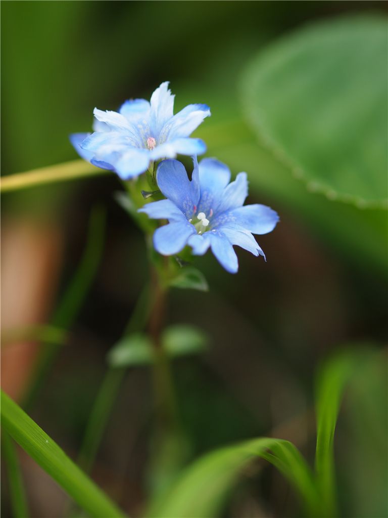 鳥海山で出会ったお花たち_f0224100_2329553.jpg