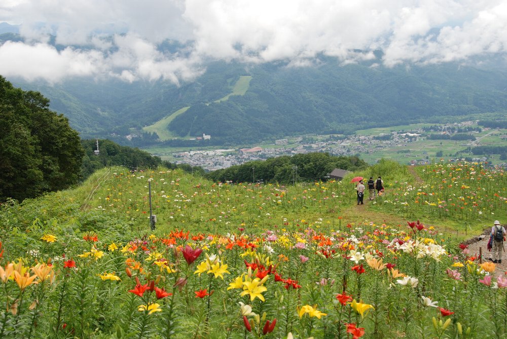 岩岳ゆり園のきれいなゆり_e0087201_2241160.jpg