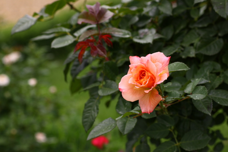 d0248502_2343533.jpg