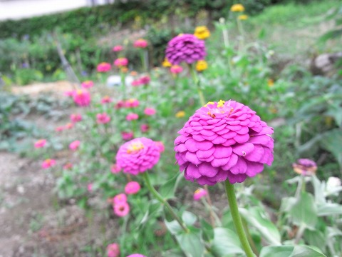 f0187402_2315084.jpg