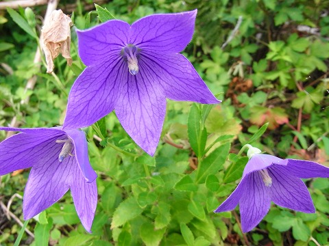 f0187402_2315939.jpg