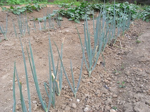 f0187402_2321740.jpg
