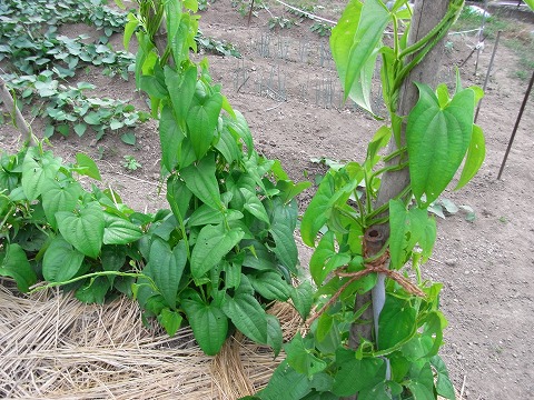 f0187402_2322779.jpg