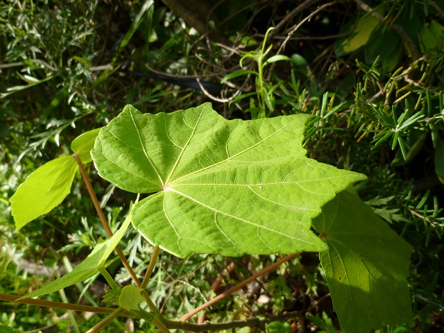 d0037110_2153110.jpg