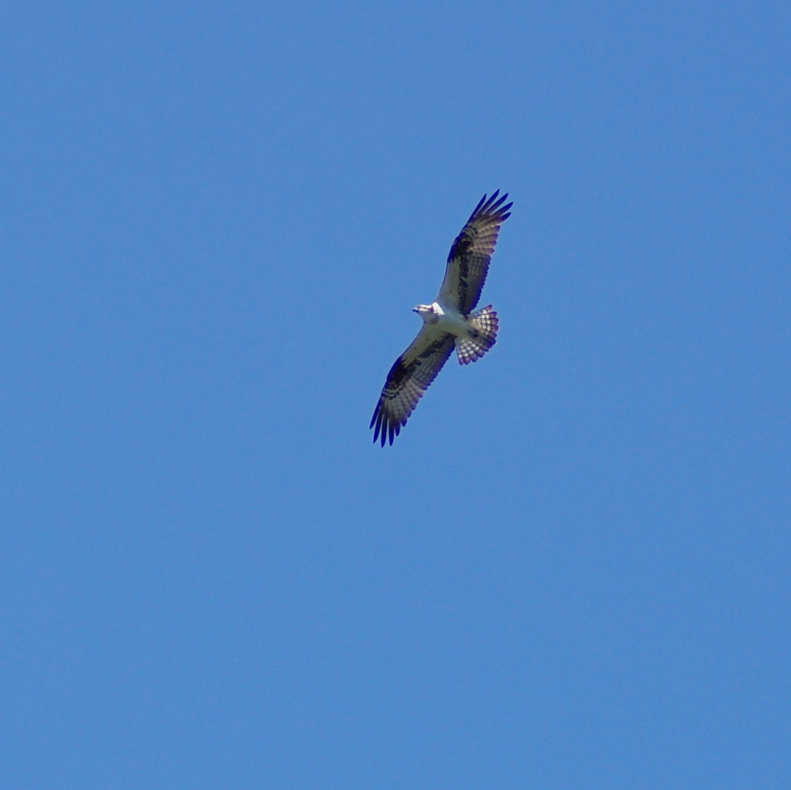 e0142611_01929.jpg