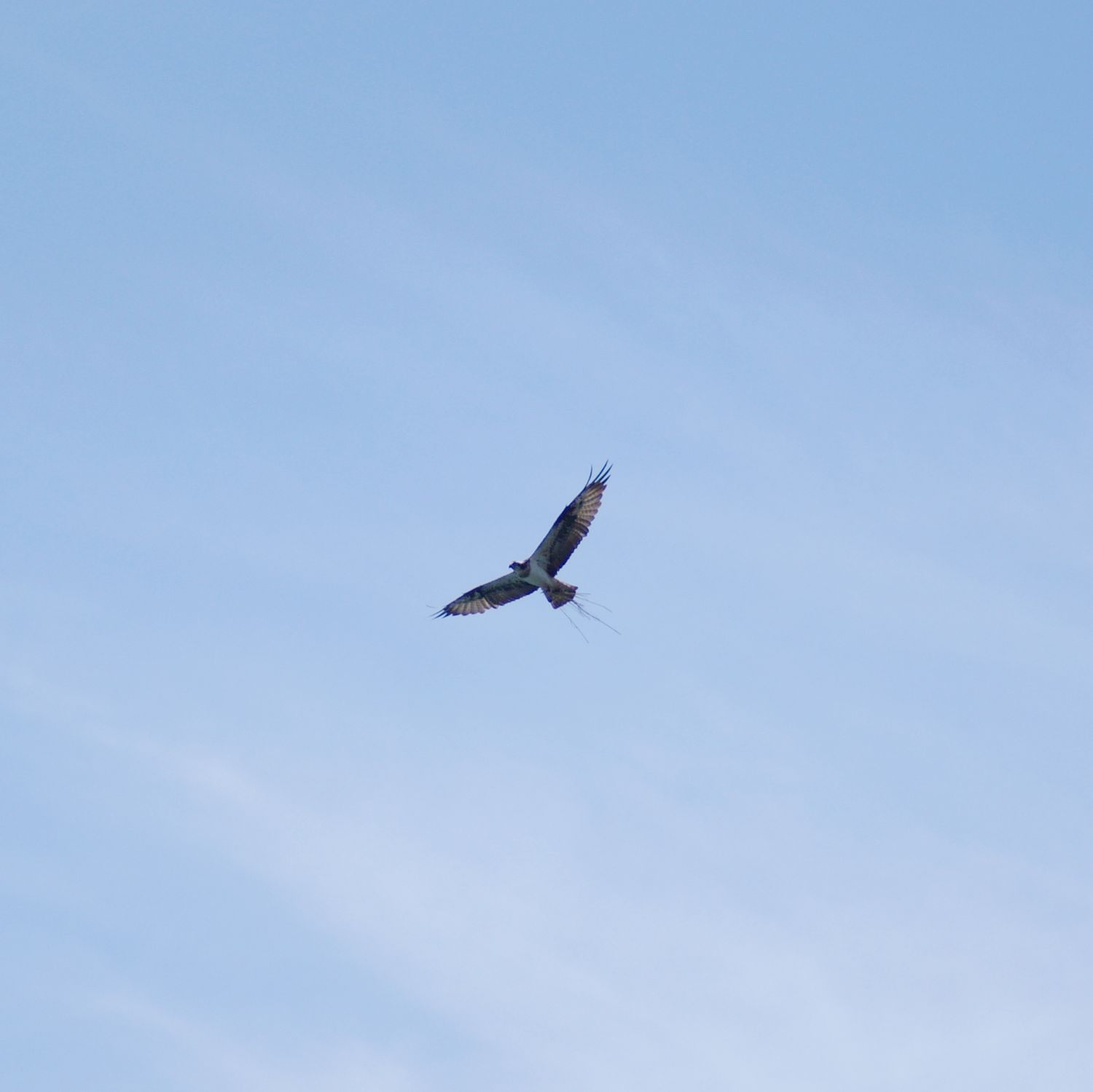 e0142611_0223629.jpg
