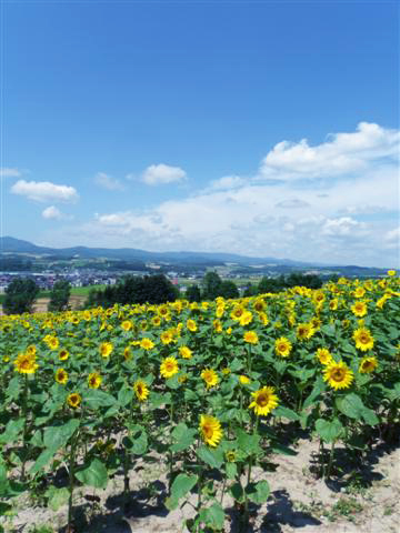 北海道自助旅行 (中)_d0187917_23481656.jpg