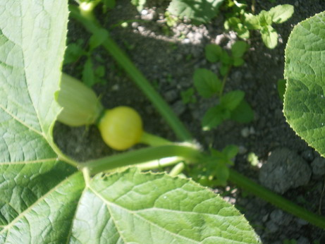c0124619_15203063.jpg